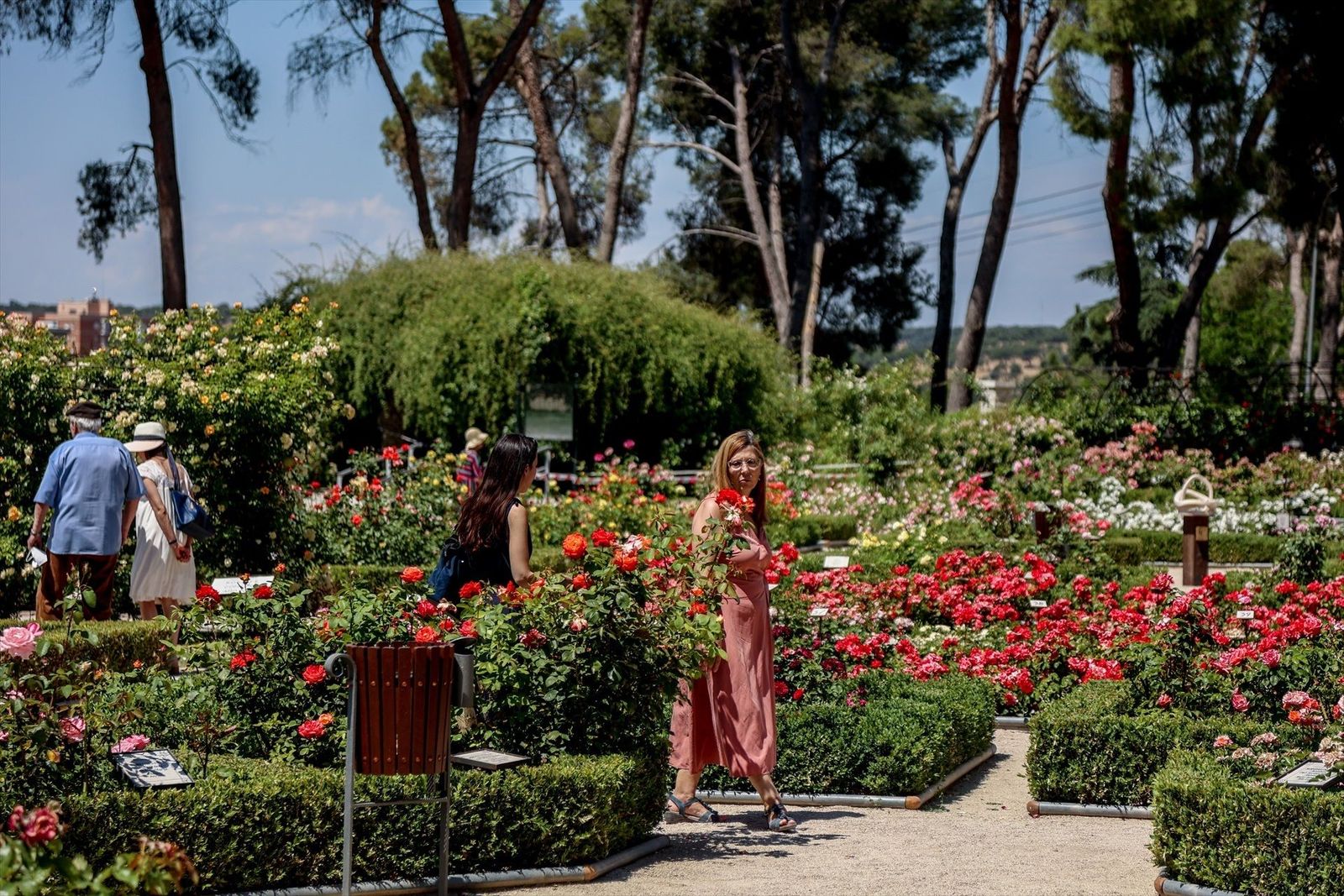 Comienzan las obras en la Rosaleda del Parque del Oeste para renovar sus pérgolas, vallado y pavimento