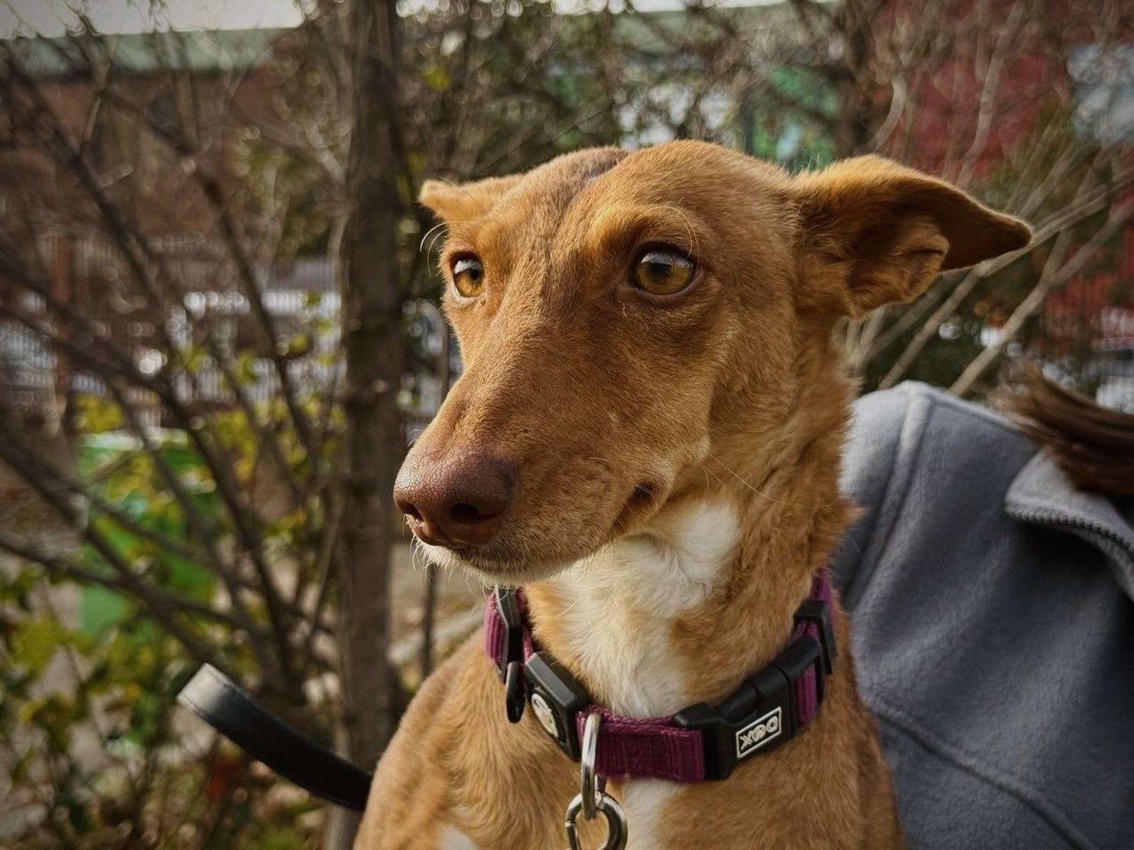 Katia, a la espera de un dueño, en el Centro de Protección Animal de Alcorcón