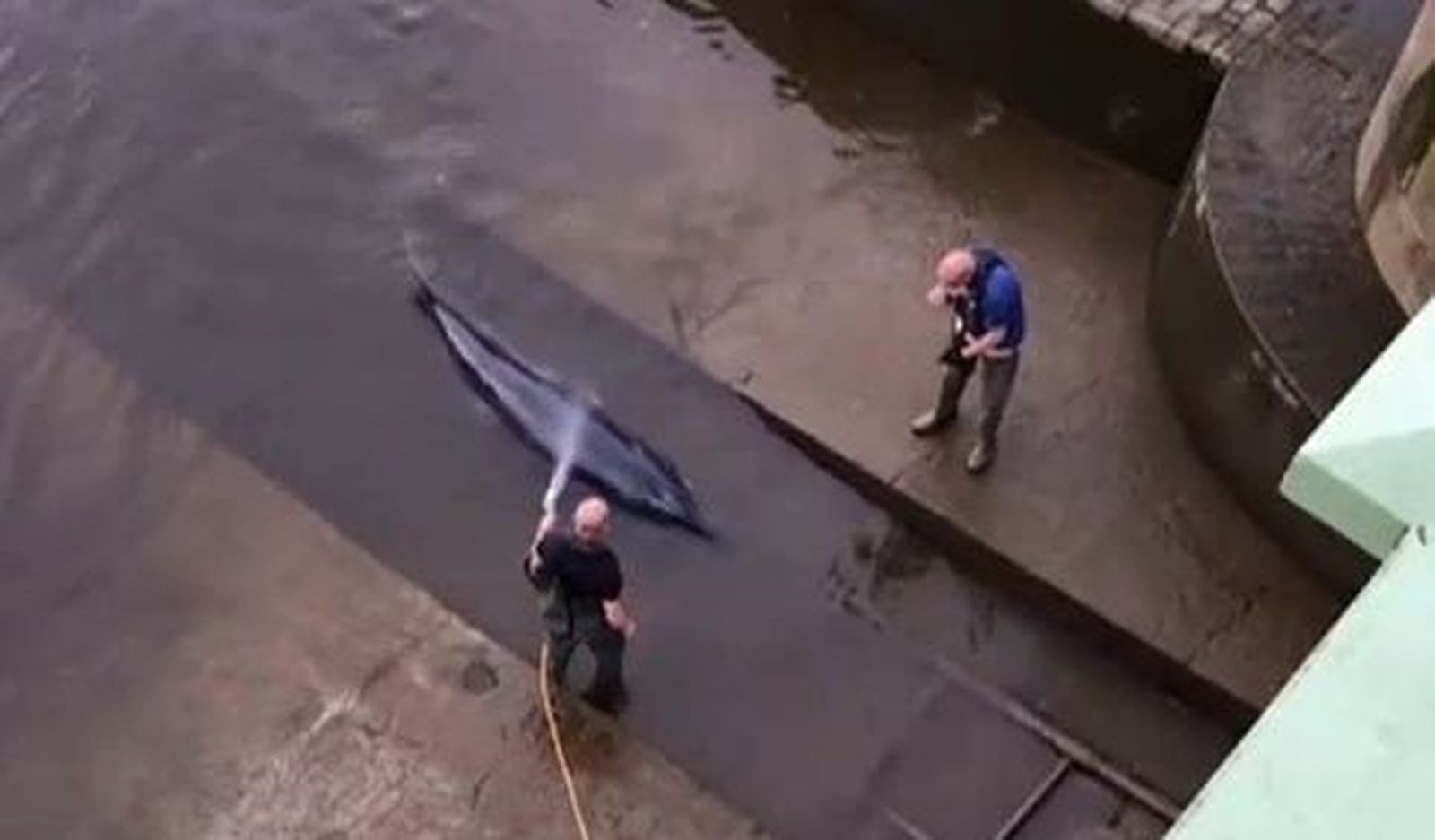 Una ballena queda varada en el Támesis, en pleno centro de Londres