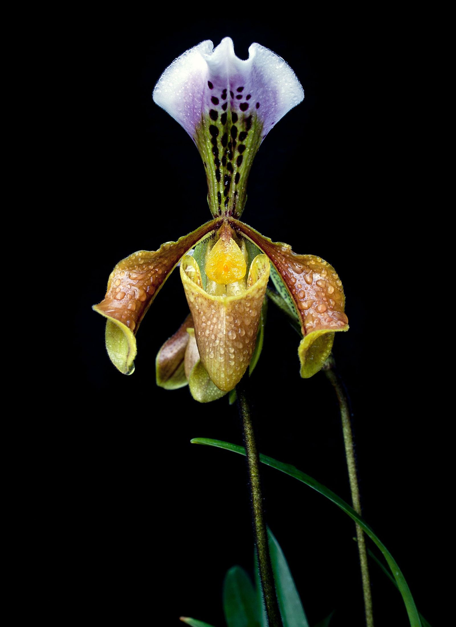 El Real Jardín Botánico inaugura la muestra fotográfica 'El jardinillo en flor'