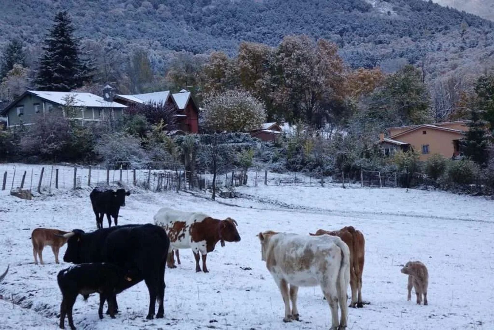 Ganado en Cercedilla