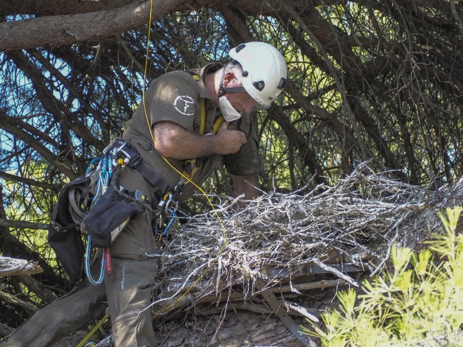 Agente forestal en uno de los nidos