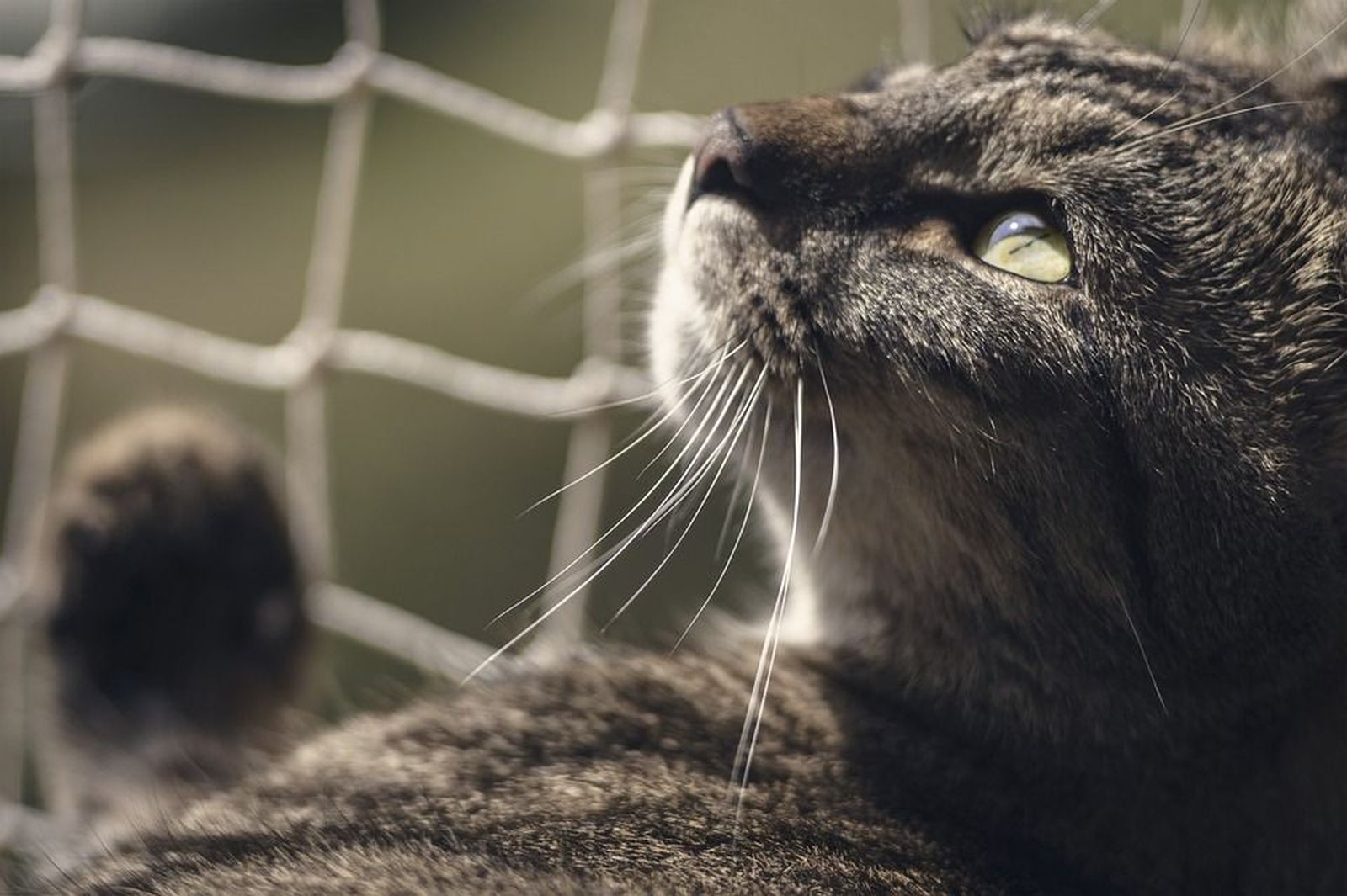 Defender los derechos de los animales a golpe de click