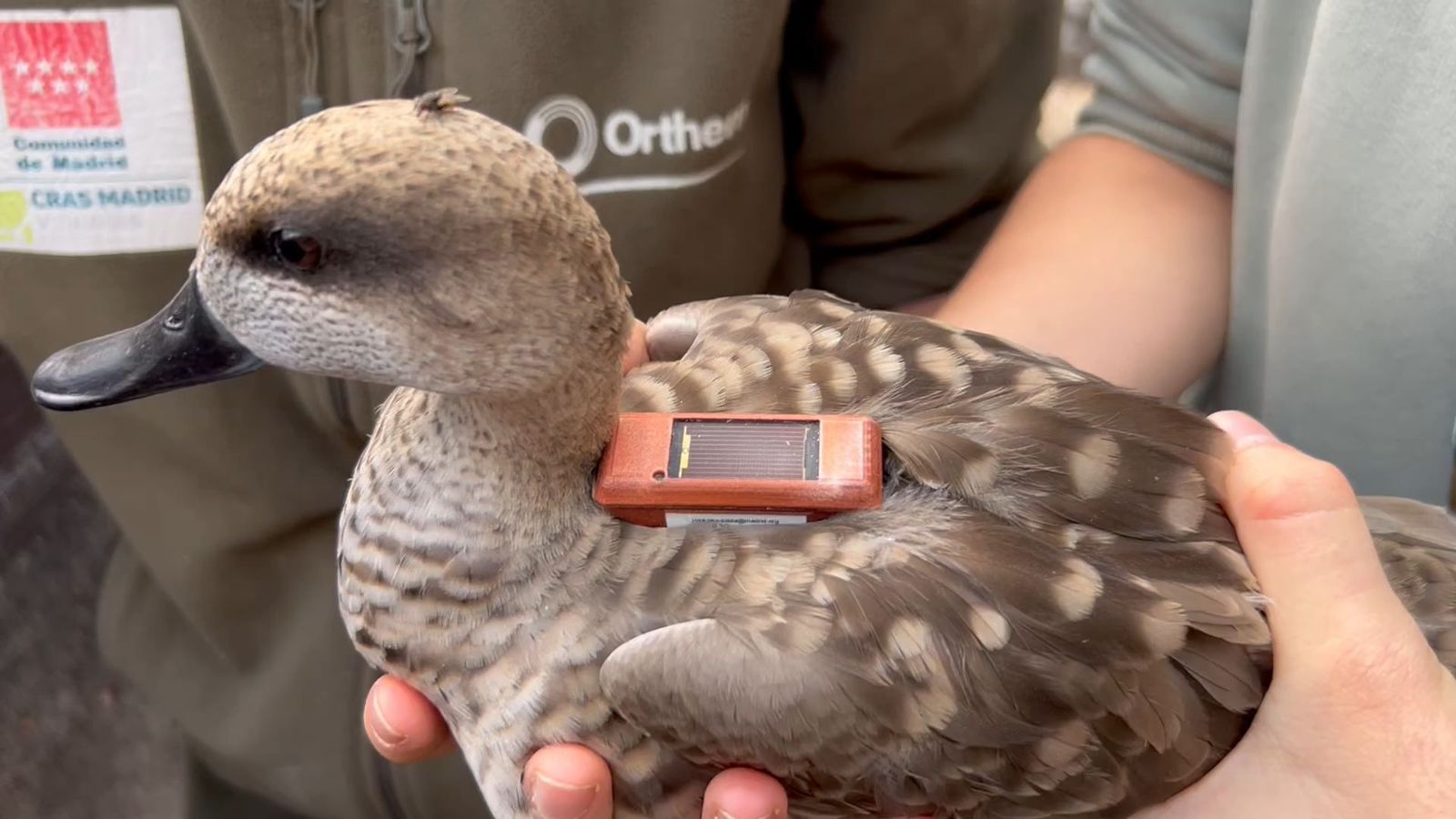 Cerceta pardila con un dispositvo GPS