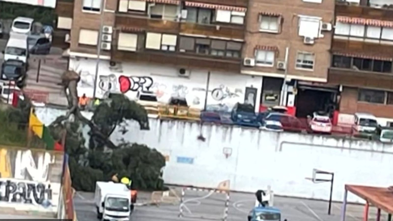Cae un árbol de grandes dimensiones en el patio de un colegio de Alcorcón