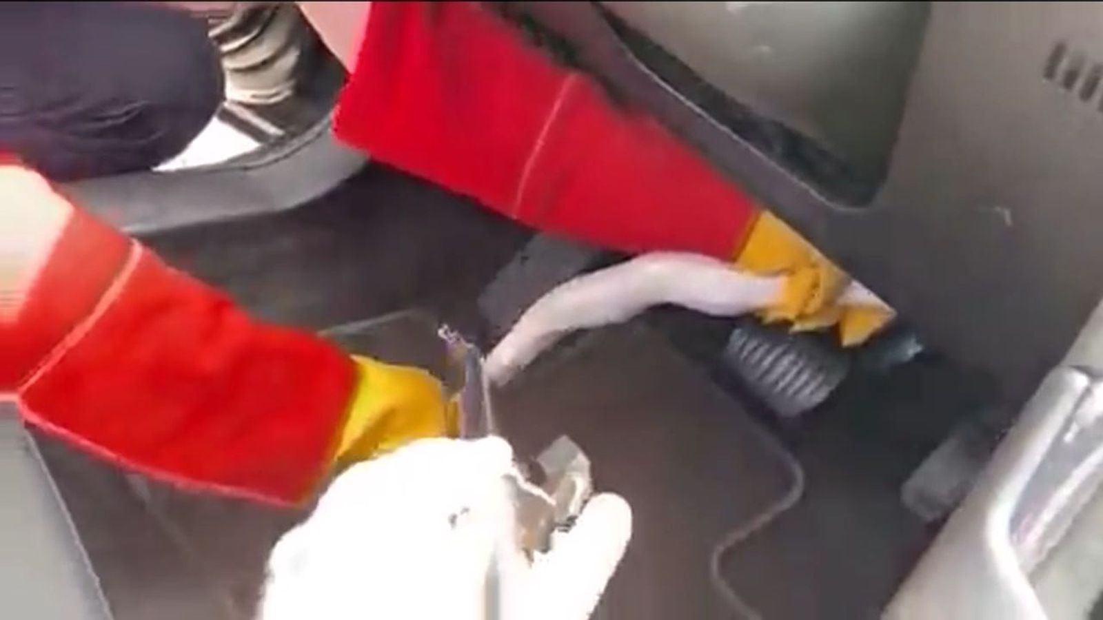 Así rescataron a una pitón albina de un vtc en Madrid