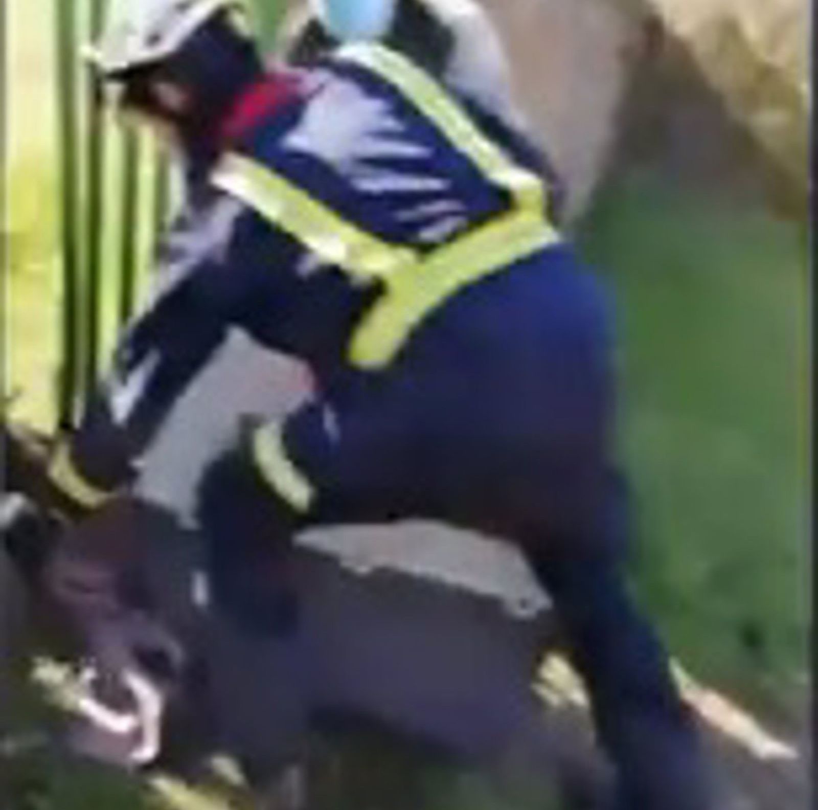 Rescate del corzo atrapado