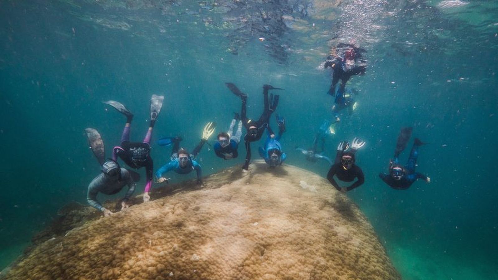 Submarinistas hallan un enorme coral de 400 años en Gran Barrera australiana