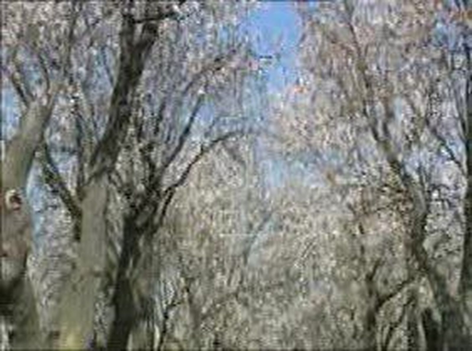 primavera_2011322V0.wmv