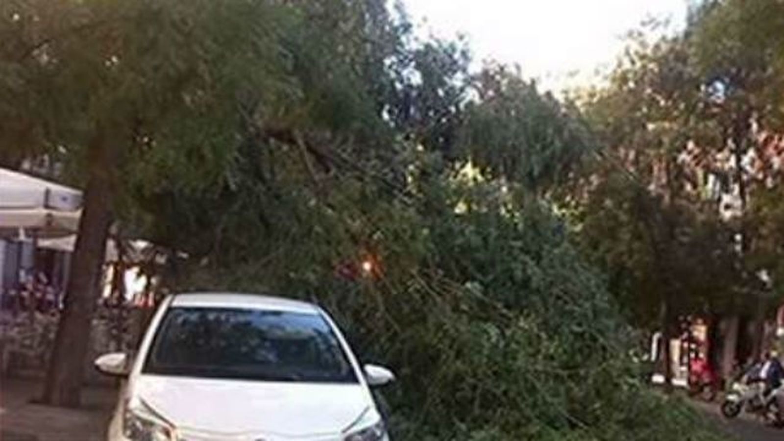 Otra rama de un árbol cae sobre un coche en Chamberí sin causar daños personales