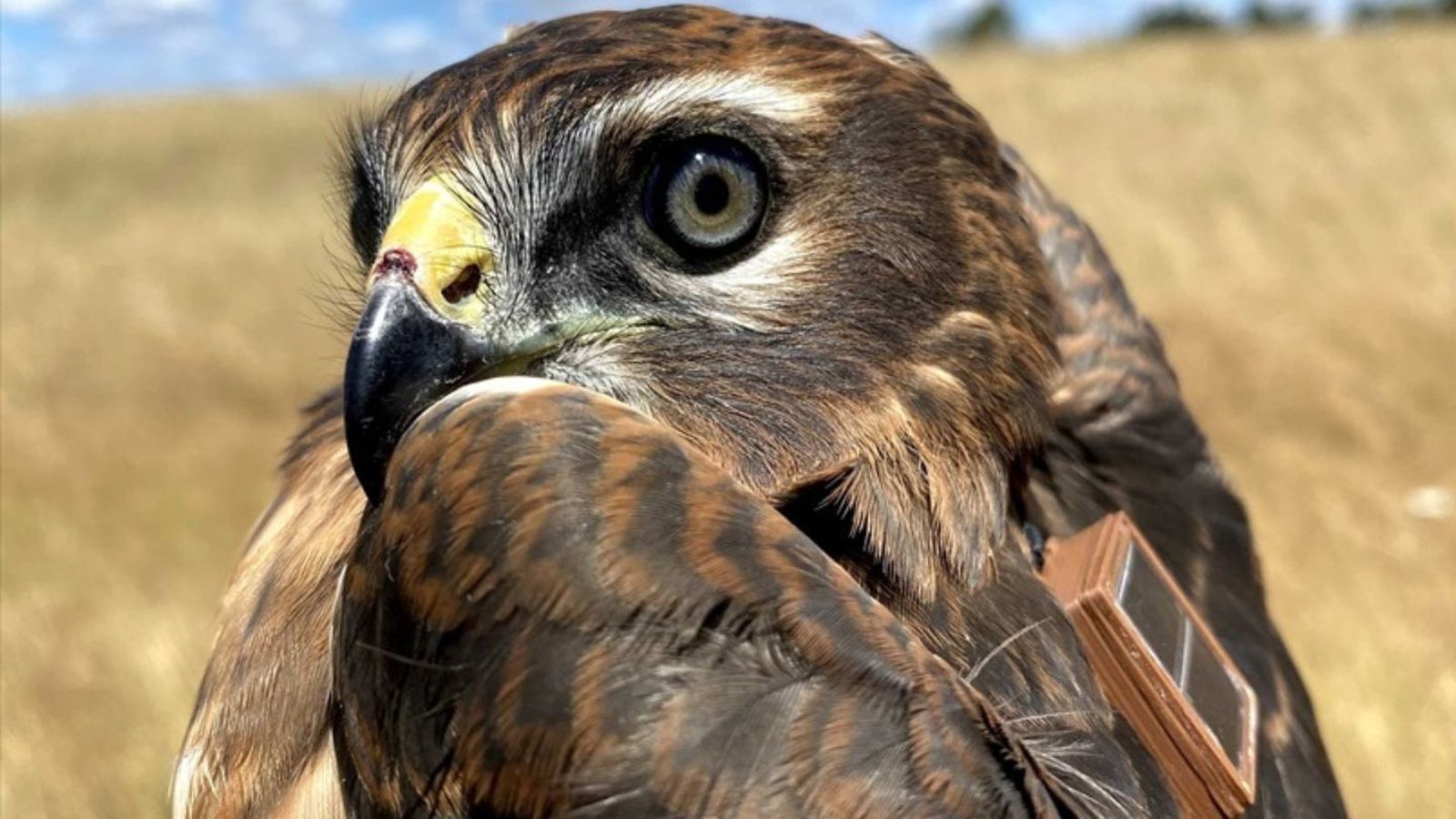 Grefa, el hospital de fauna salvaje más grande de Europa está en Madrid