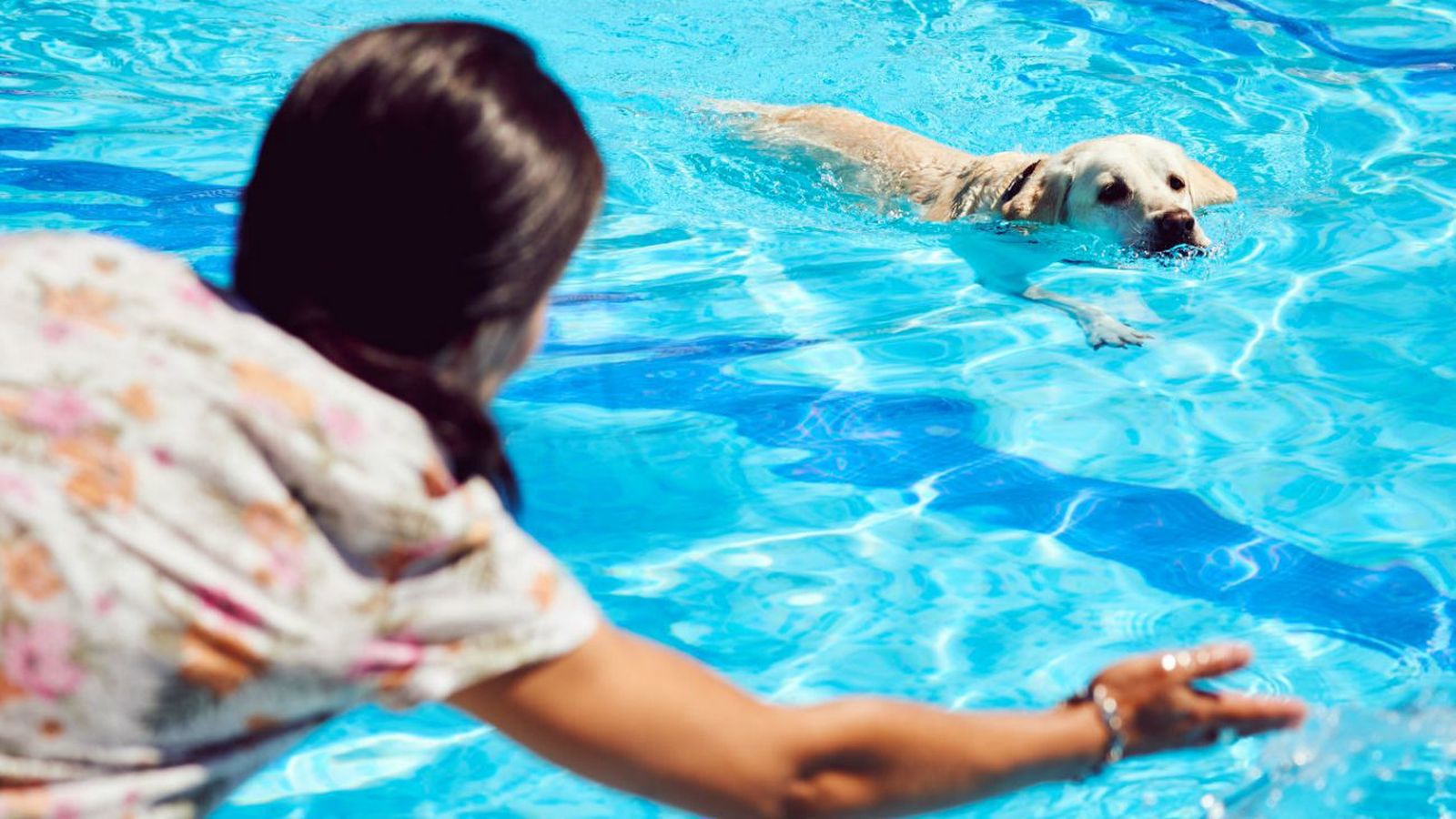 Autorizada la entrada de perros este domingo en Parla y Pinto