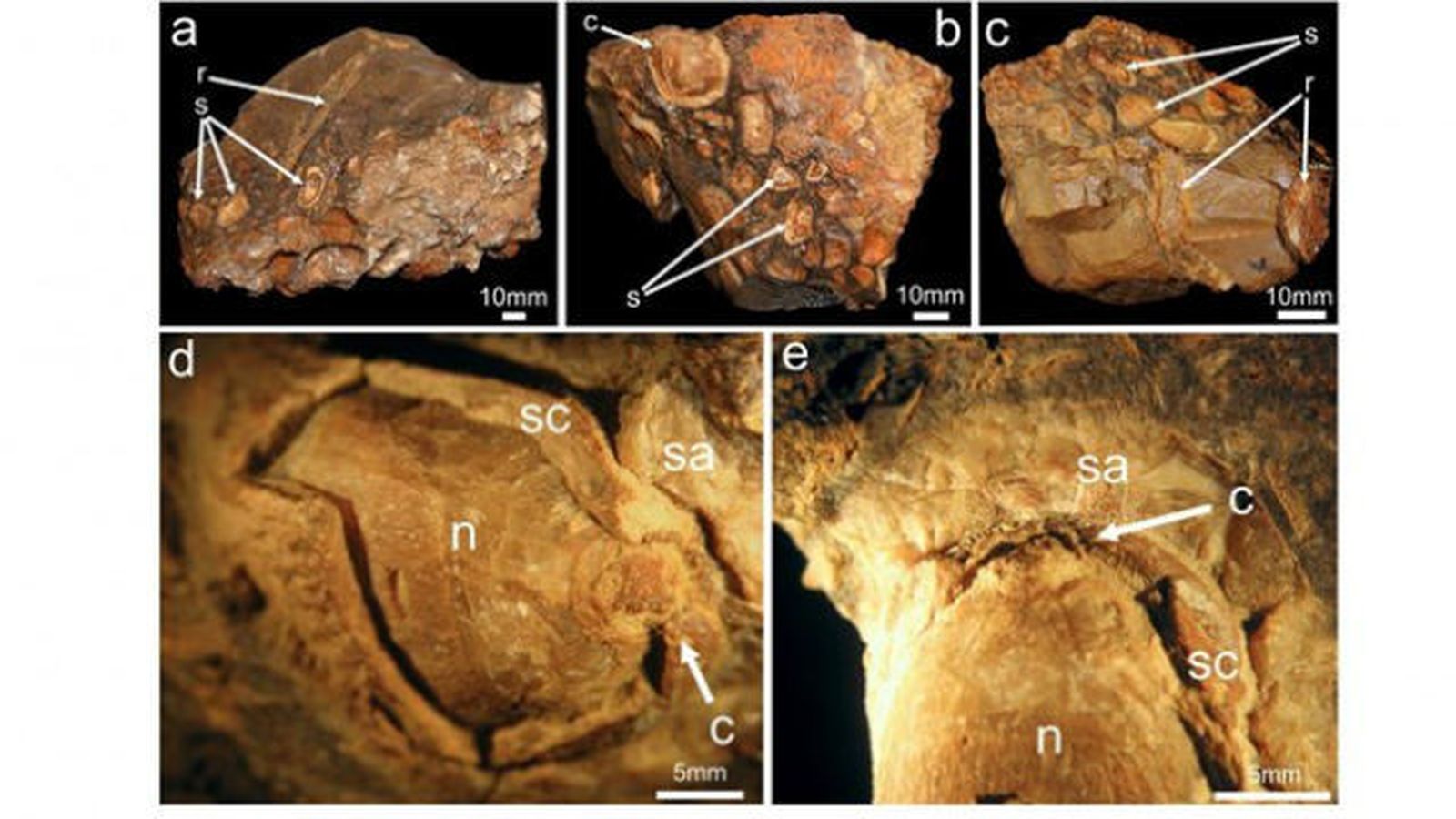 Hallado en Patagonia un dinosaurio con  su última comida en las entrañas