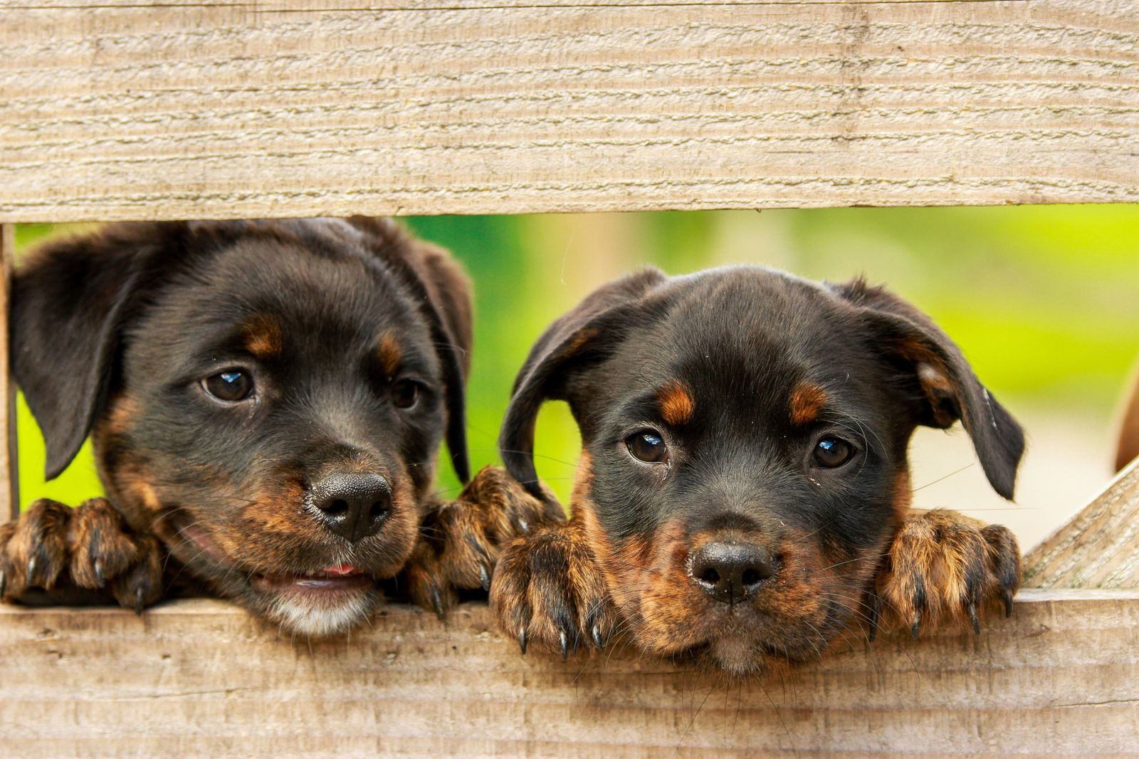 Se empieza a tramitar la obligatoriedad del curso para dueños de perros y el seguro