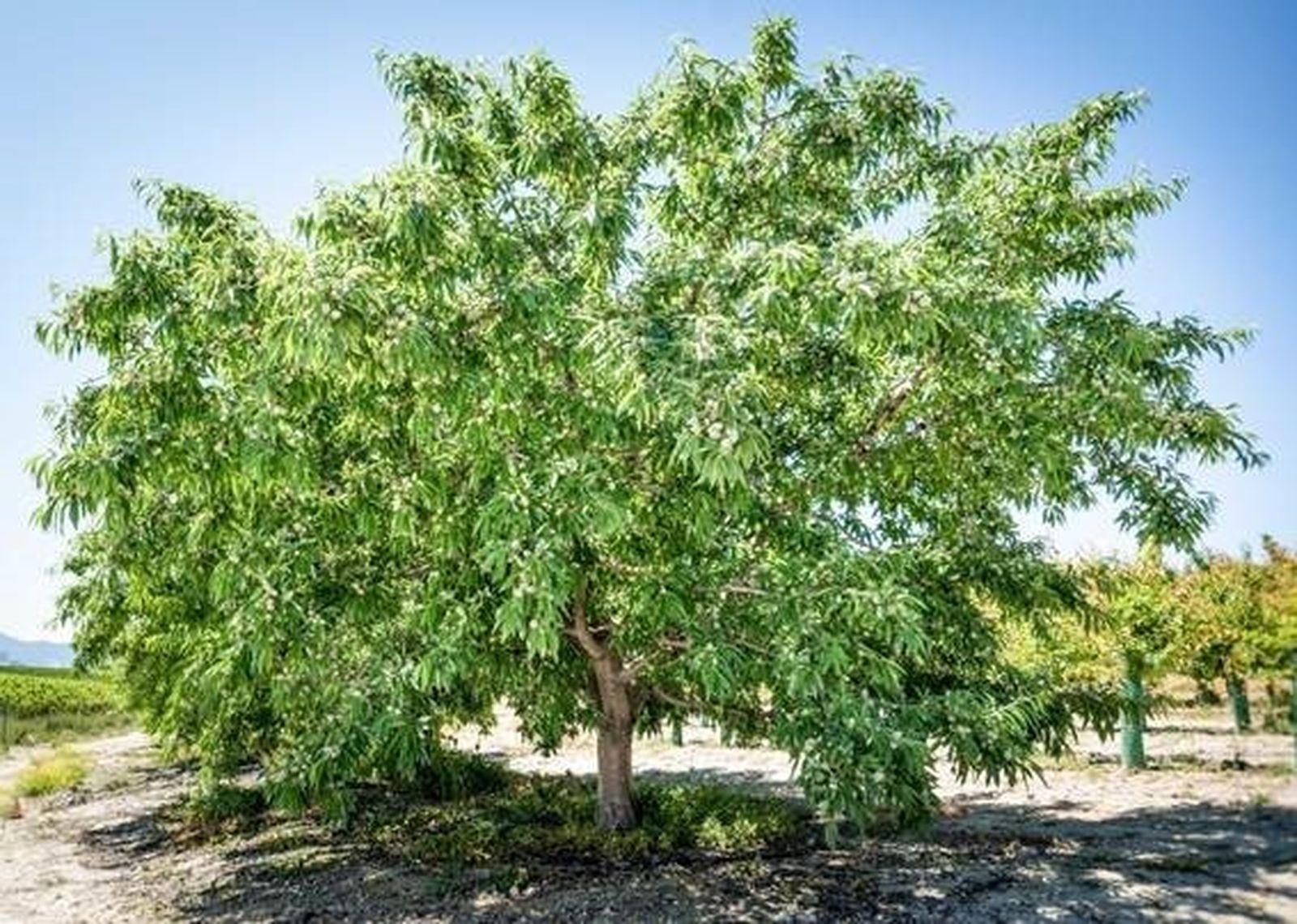 Una de las variedades de almendro enviadas por el CSIC español a Ucrania