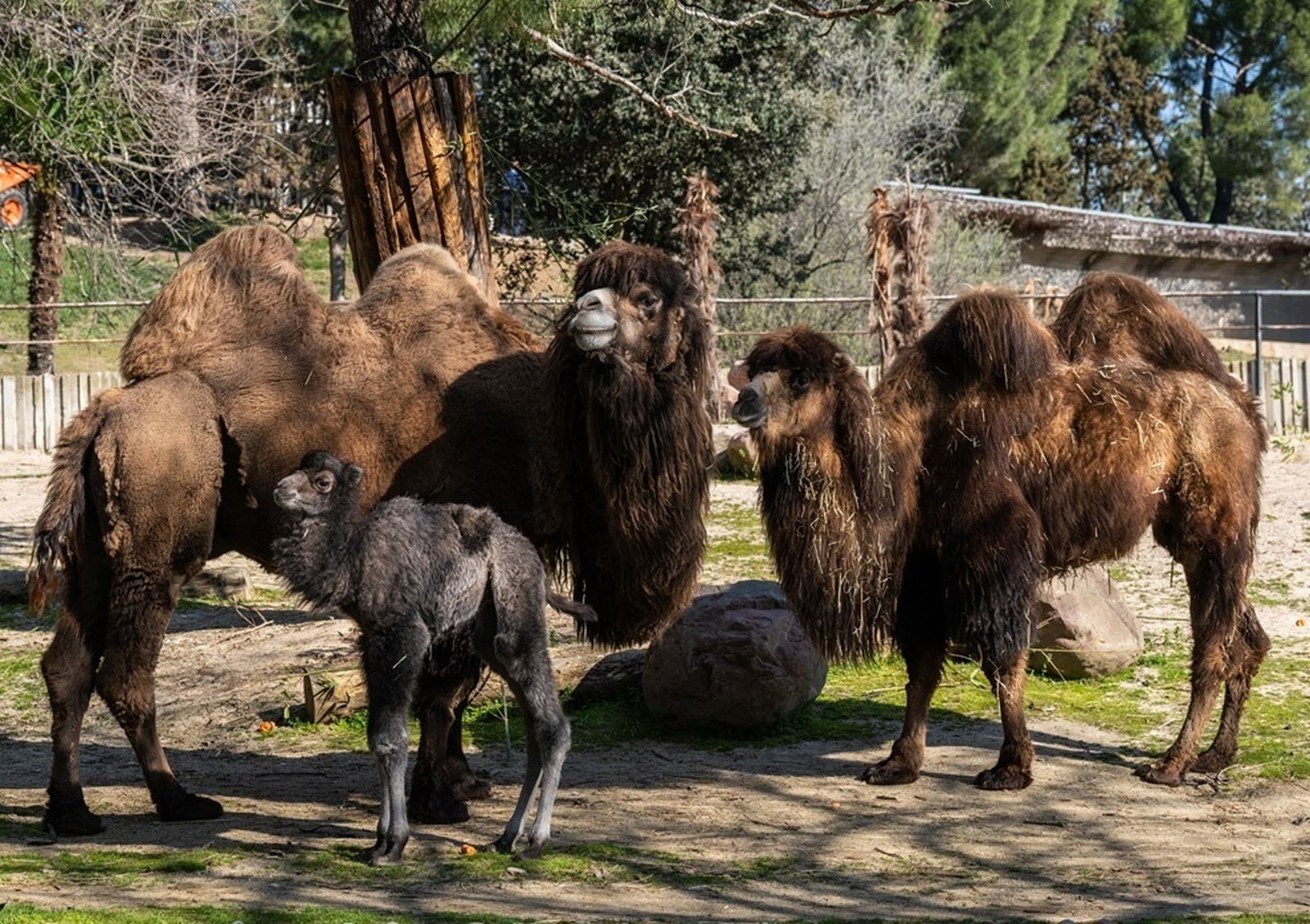 Camello bactrianos en el Zoo Aquarium de Madrid