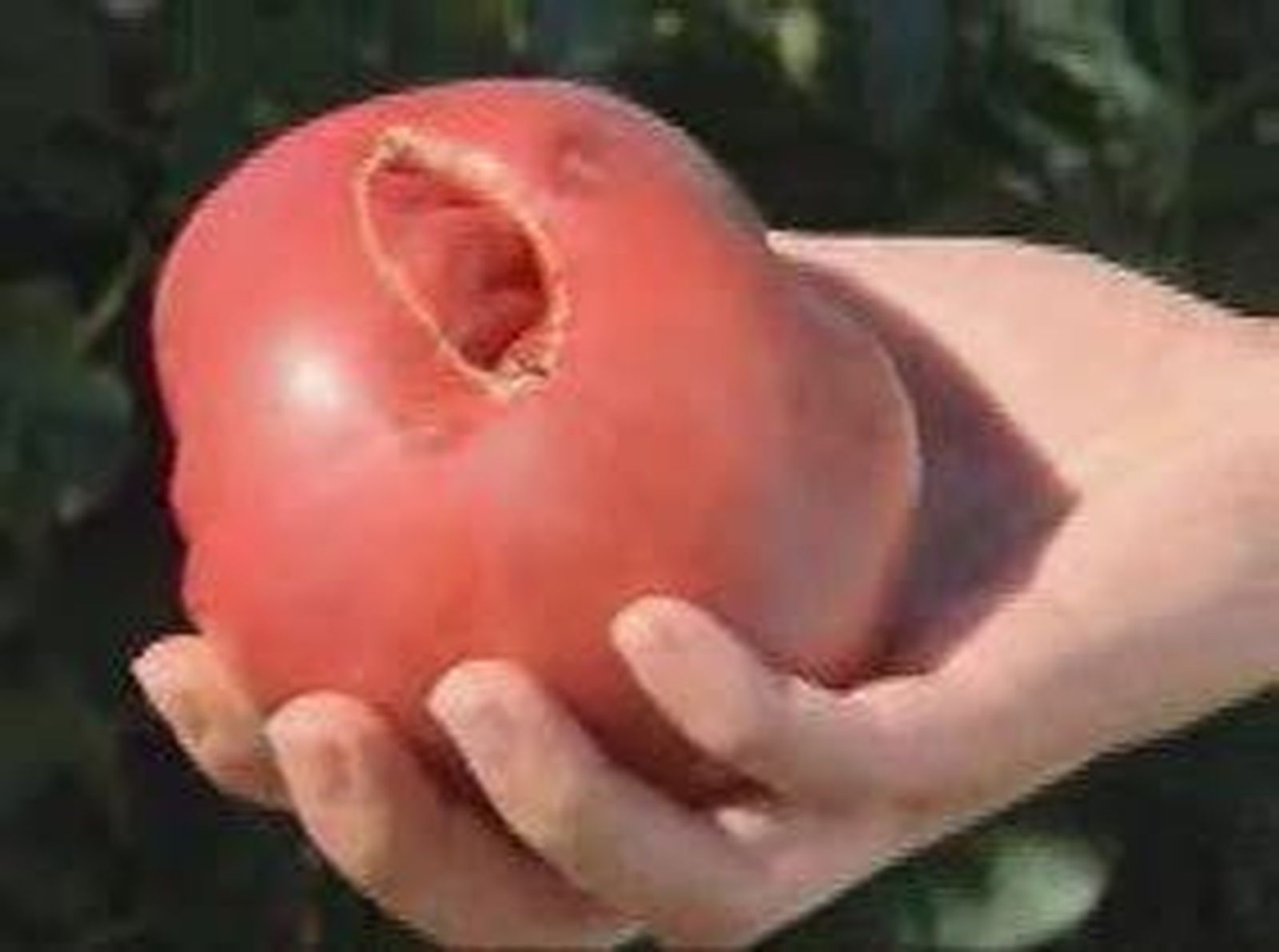 tomate_2010825V0.wmv