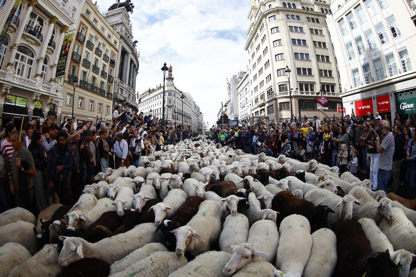 La Trashumancia llega al corazón de Madrid