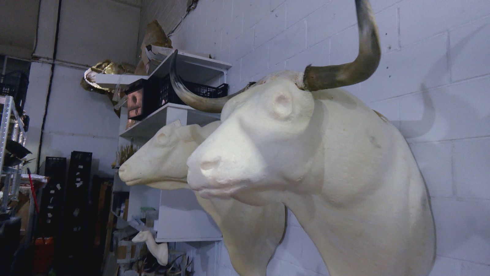 Taxidermia