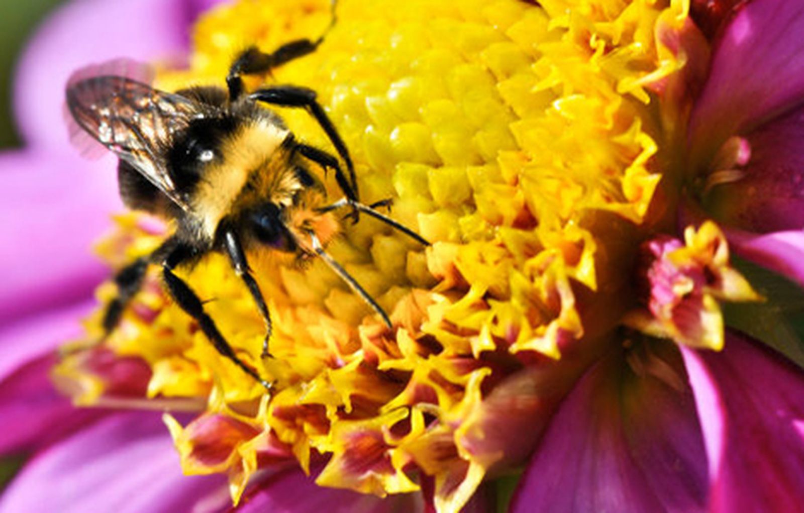 abeja470