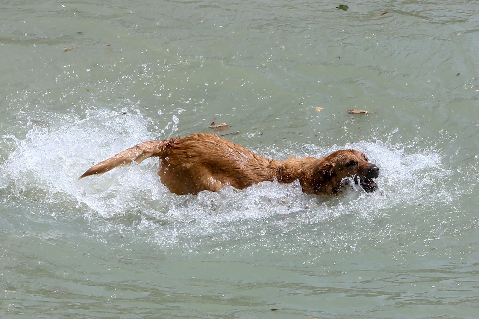 Los perros son los primeros en buscar el agua salvador frente al calor de estos días. Aquí vemos a uno que ha saltado a una fuente en Madrid Río.