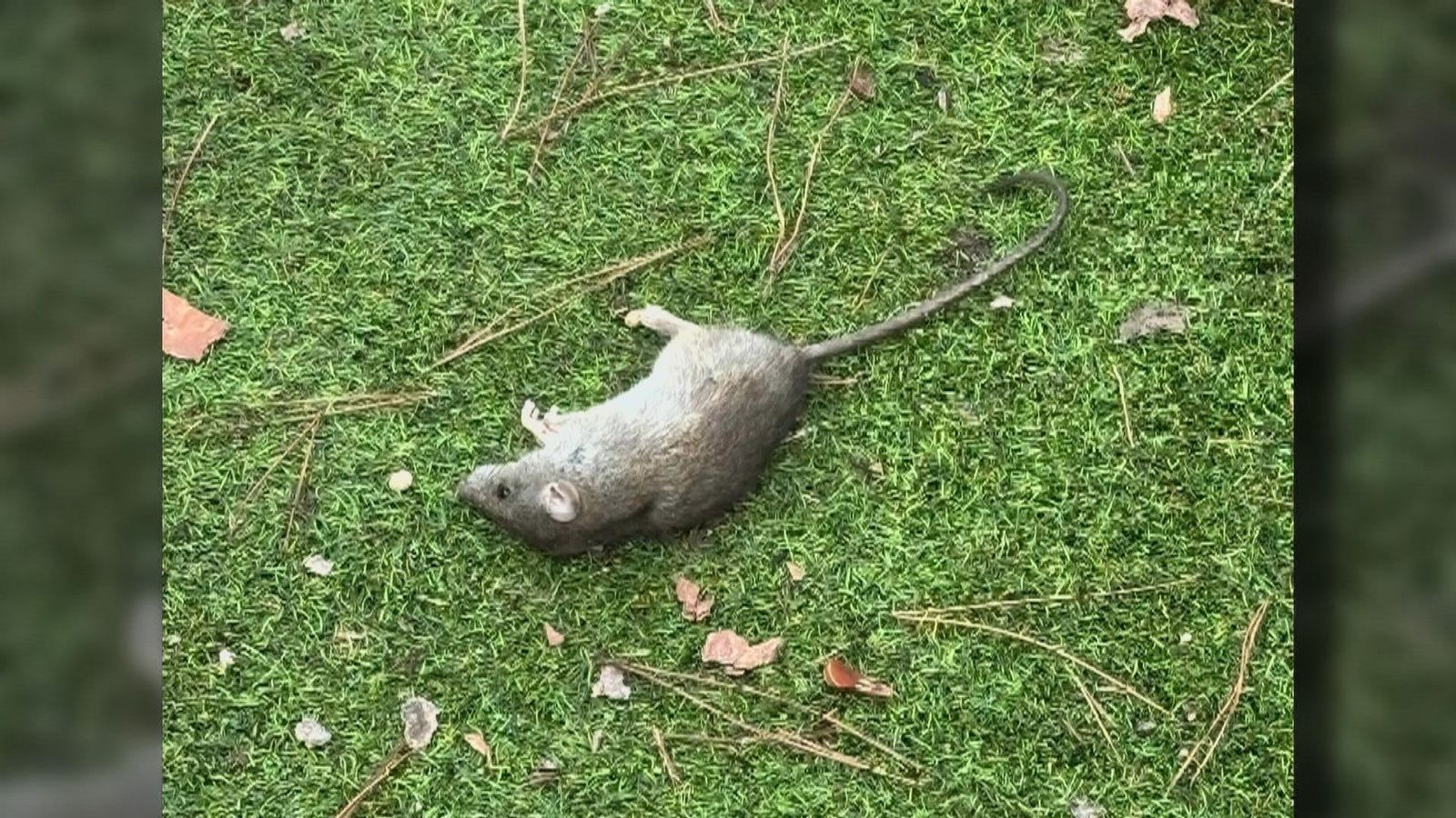 Denuncian una plaga de ratas en una instalación de la Guardia Civil en Madrid