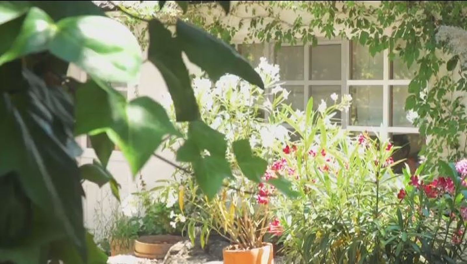 Para llegar a la casa, hay que atravesar una jungla de plantas...