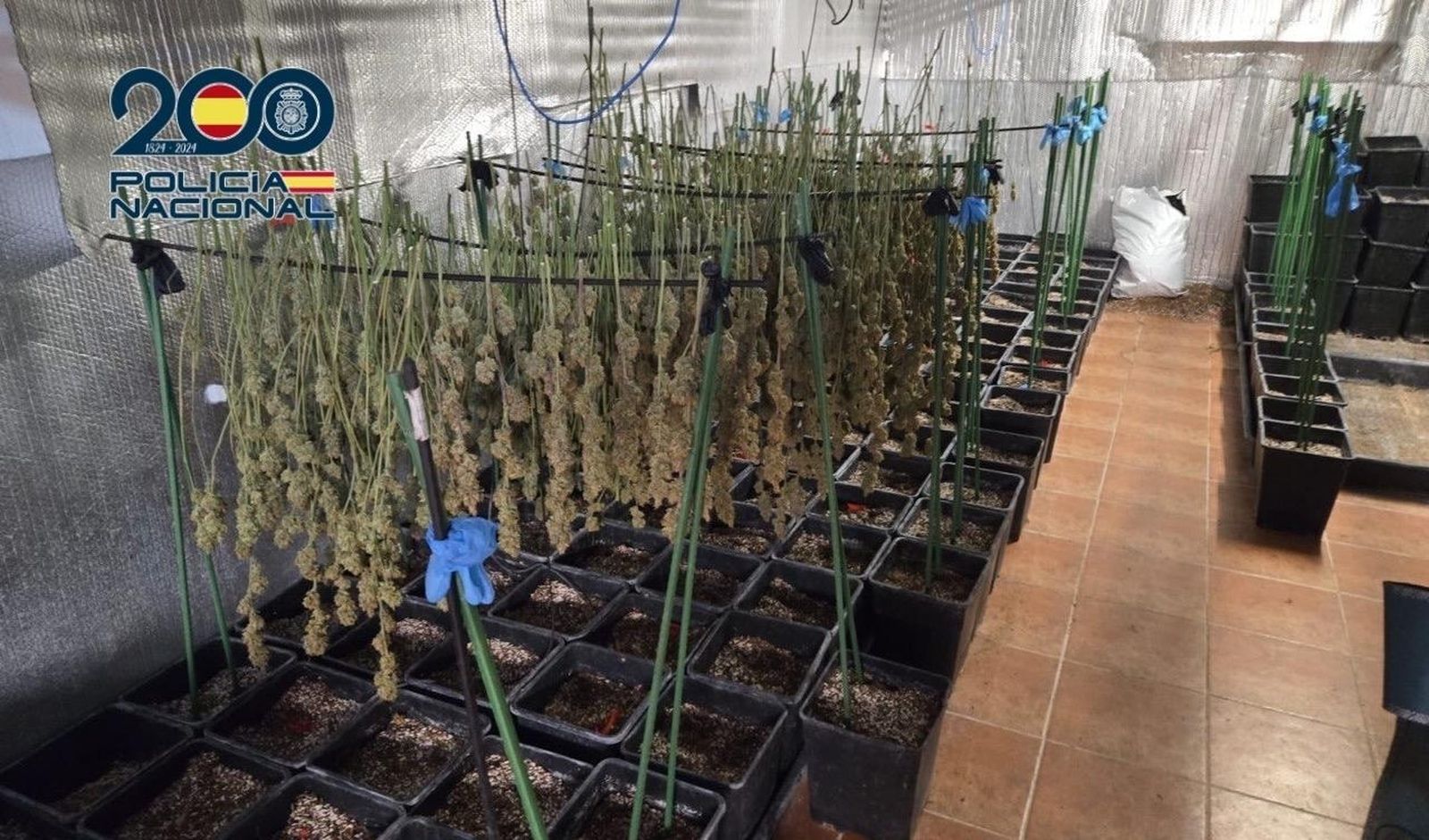 Desarticulada una plantación de cultivo intensivo de cannabis en Toledo