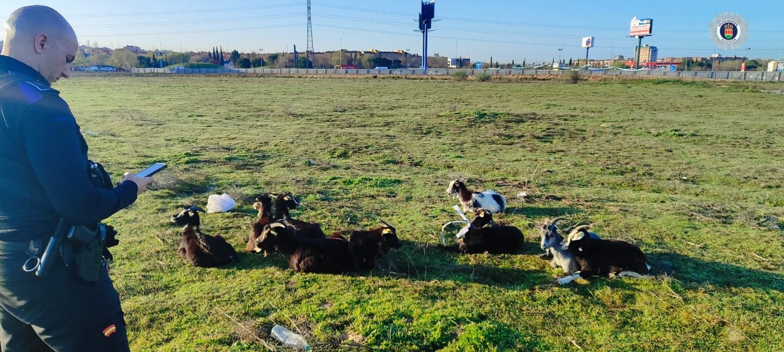 Las cabras reposando en un prado de Alcorcón