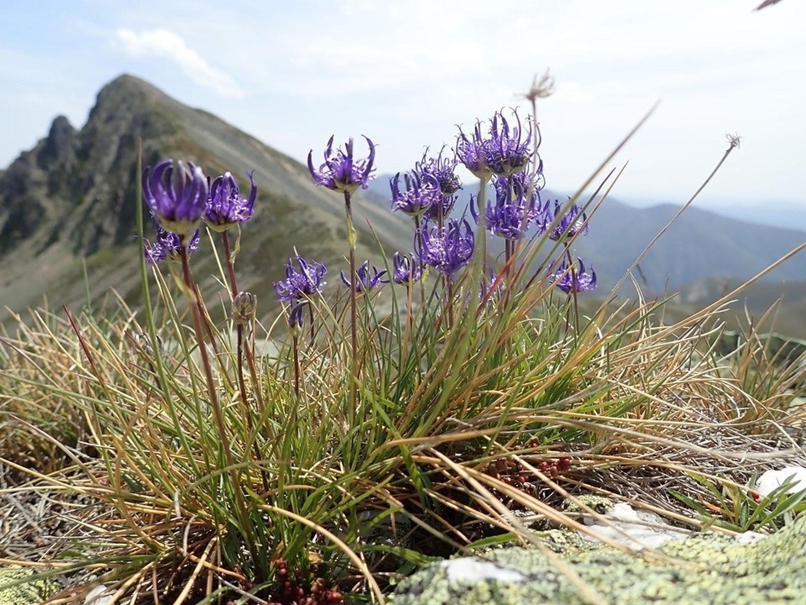 Plantas silvestres