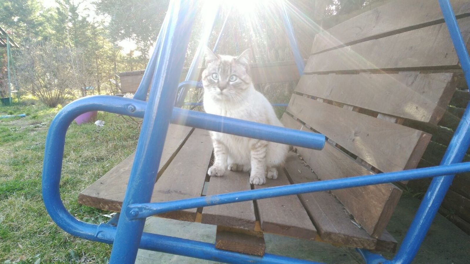 Galería de gatos