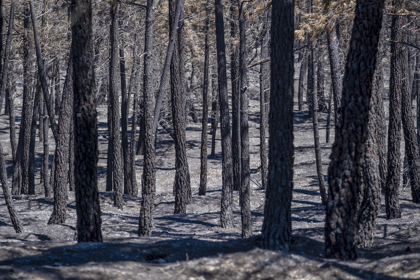 Bosque arrasado por el incendio declarado en La Mierla, Sierra Norte de Guadalajara