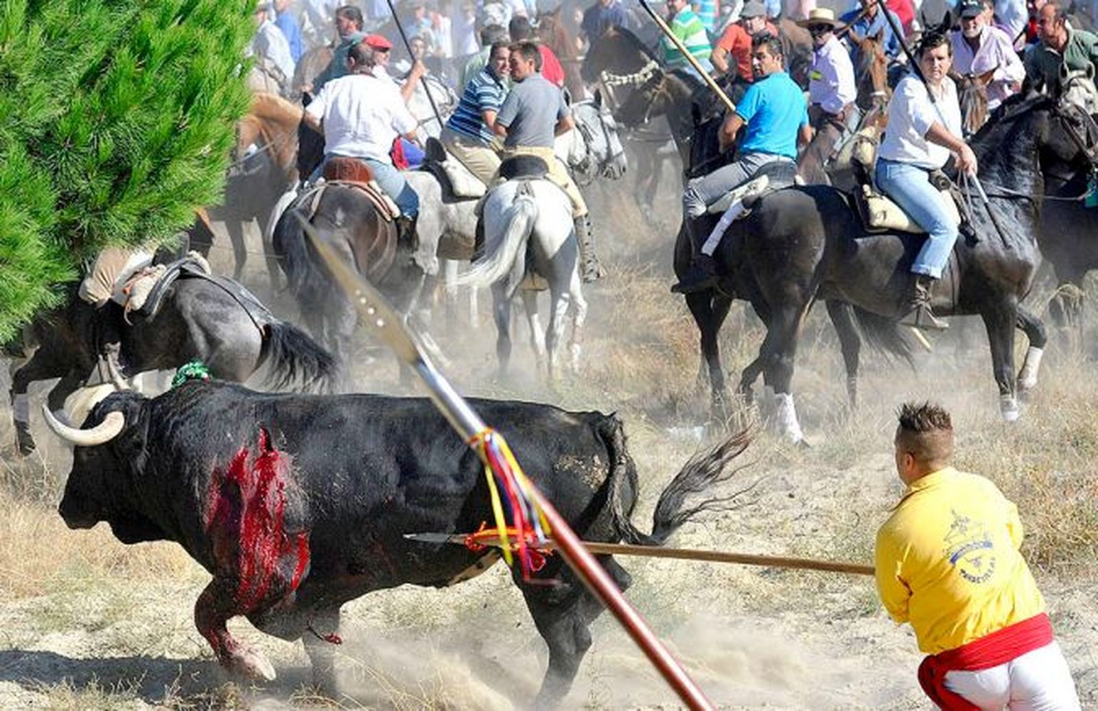 Toro de la Vega en Tordesillas