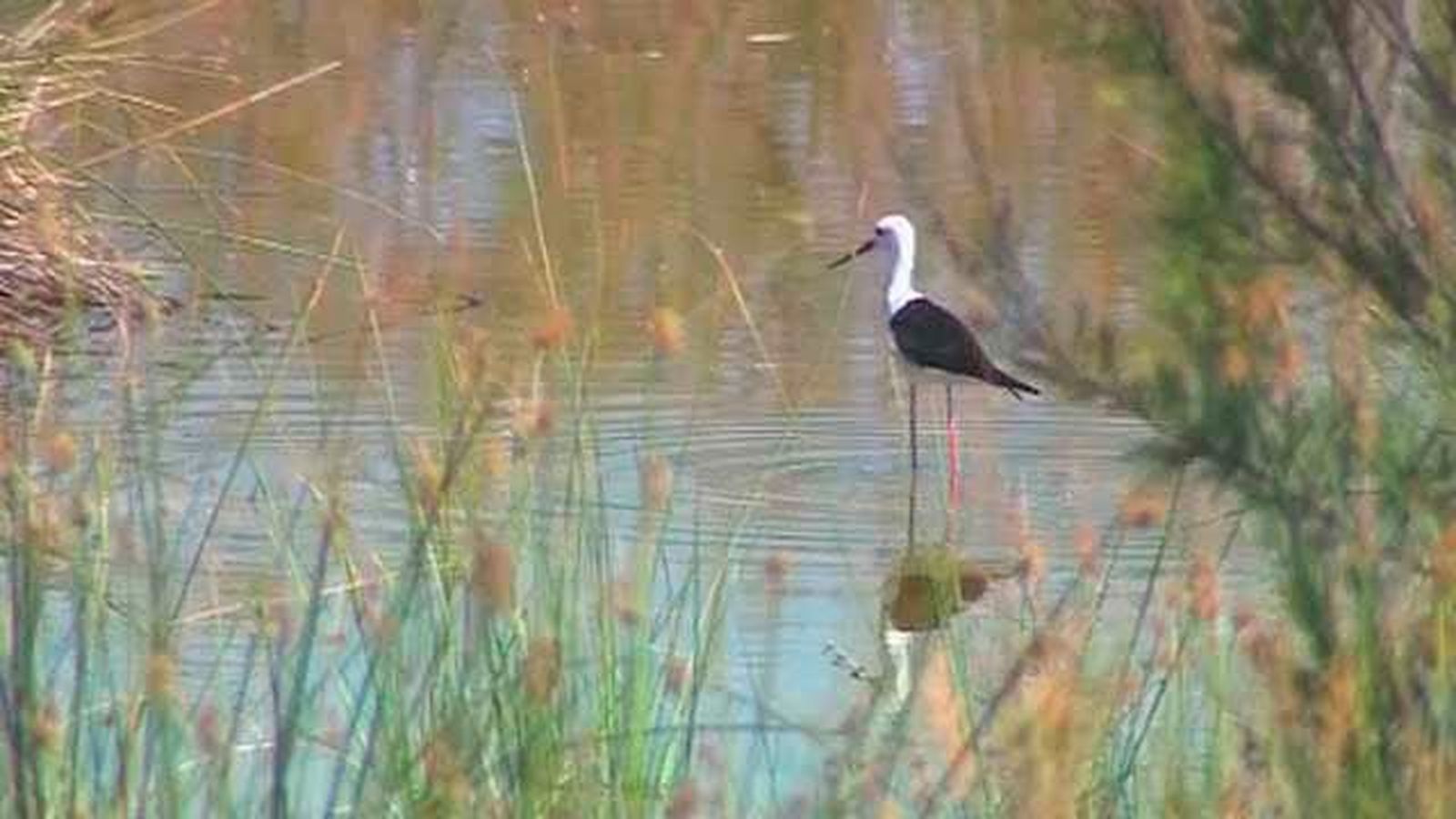 La laguna con mayor biodiversidad de la región está en Meco y es artificial