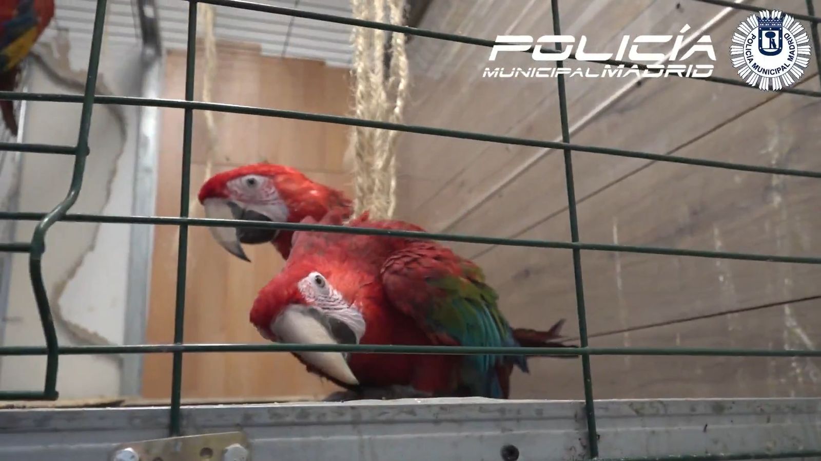 Rescatan a cuatro guacamayos con grave falta de cuidados en el distrito Centro de Madrid