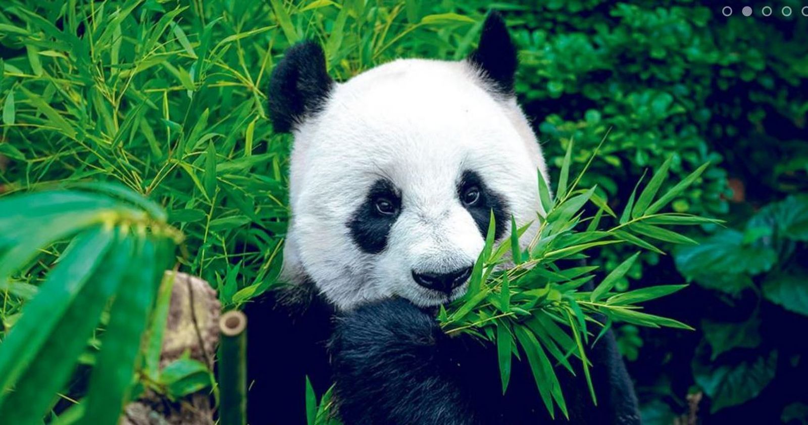 El Zoo celebra el cumple de la familia panda que coincide con el nacimiento de su quinta cría
