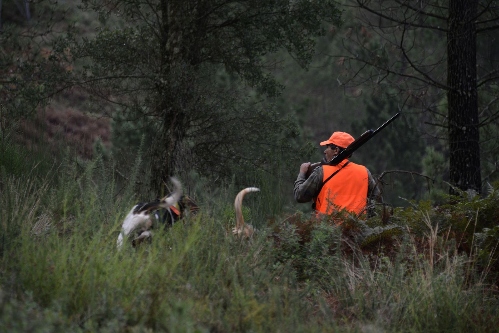 La Comunidad permitirá la caza excepcional de jabalíes fuera de temporada
