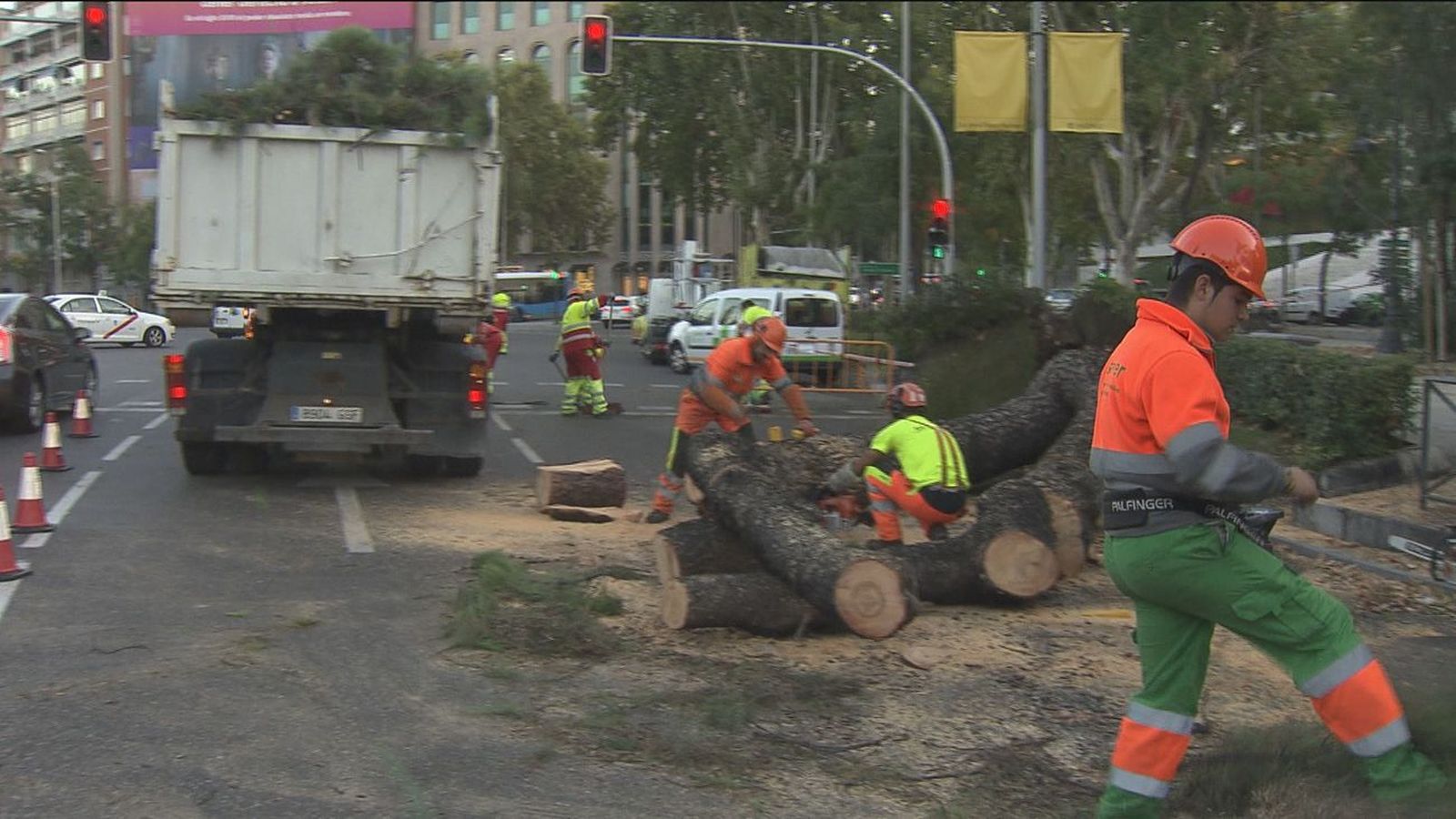 Así fueron los atascos en la Castellana tras la caída de un pino de 15 metros