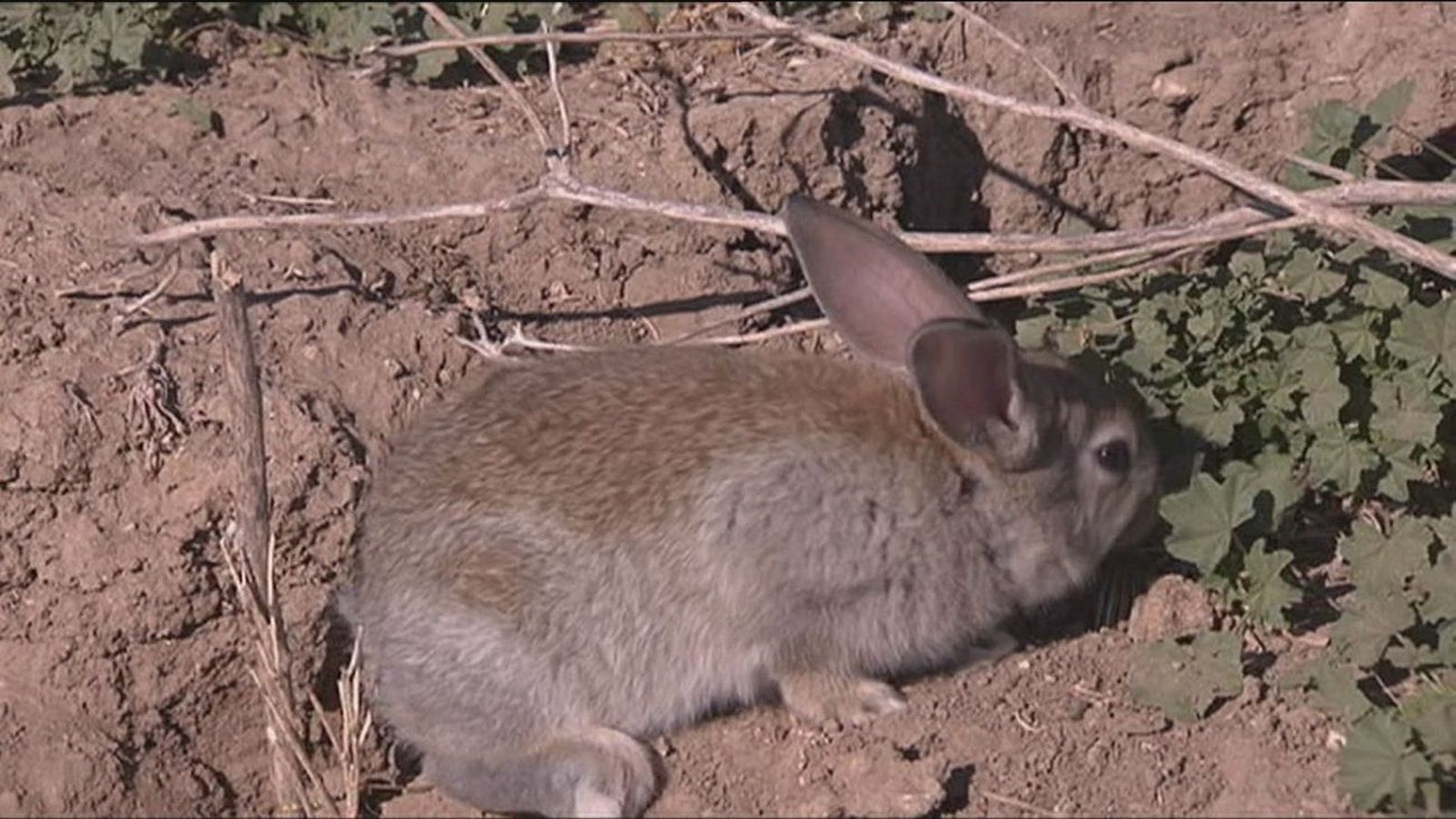 Conejo comiendo las plantas de un huerto