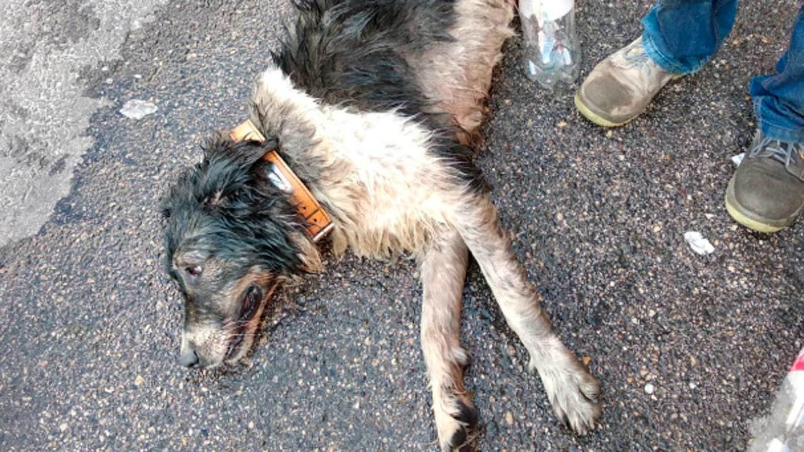 El abandono y maltrato animal crece en España en tiempos de pandemia