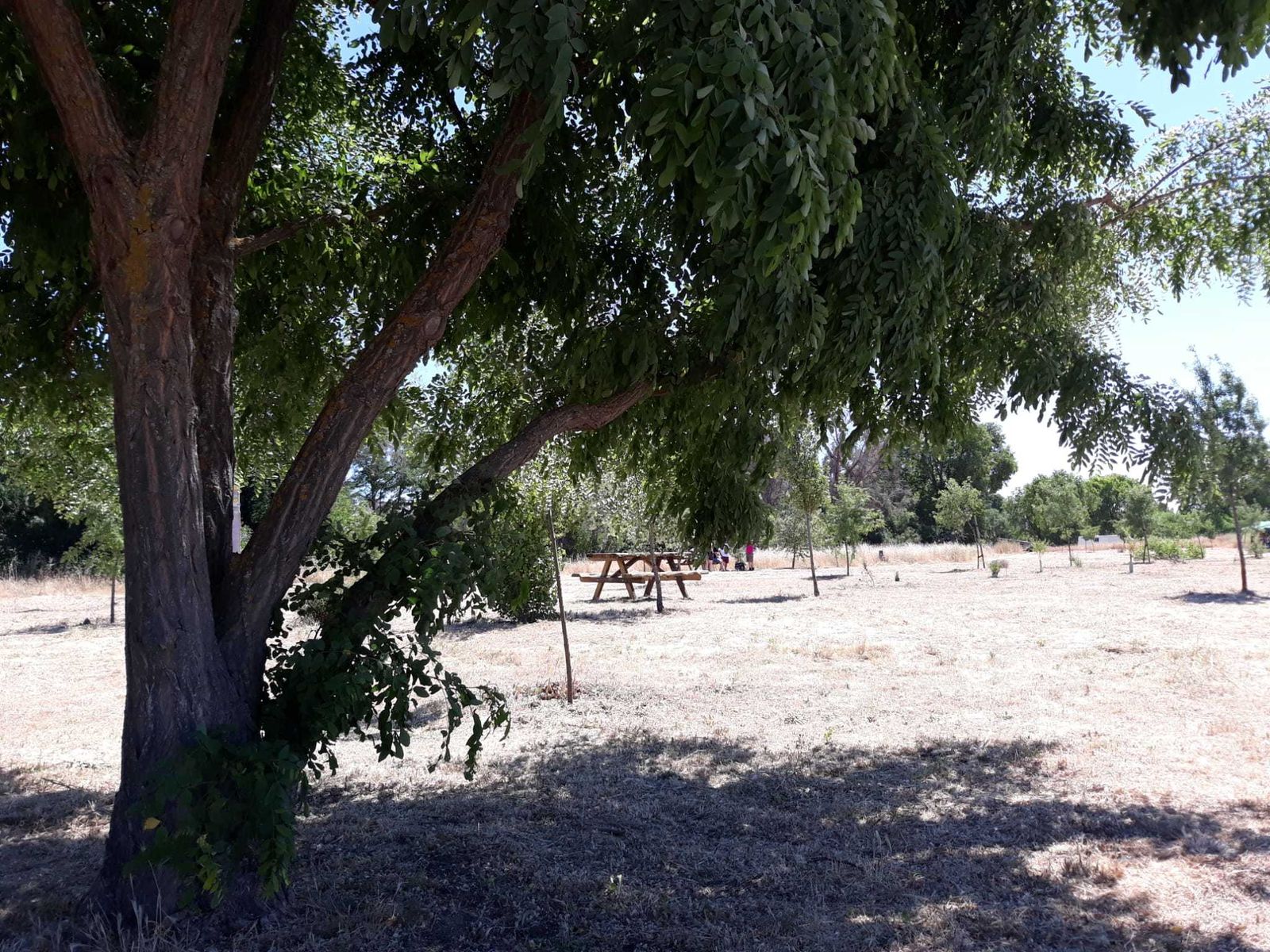 El nuevo bosque ciudadano 'Arroyo Humanejos', en Parla