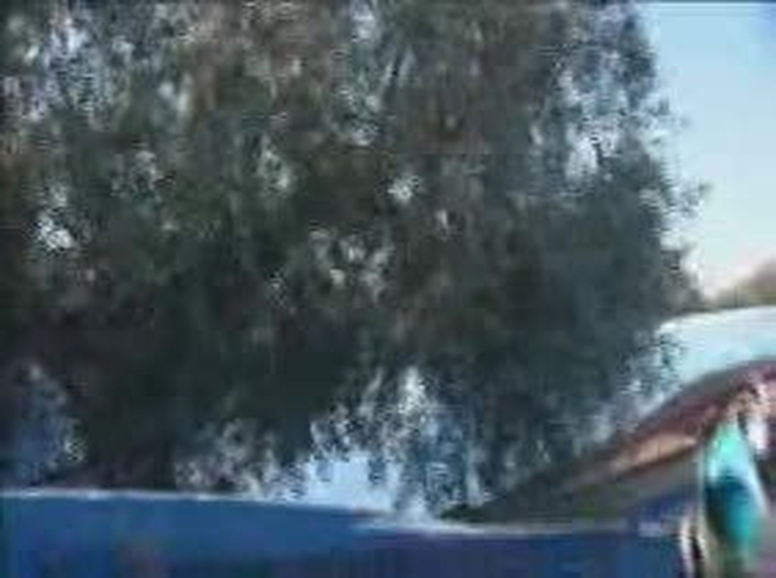 3aceituna_20101215V0.wmv
