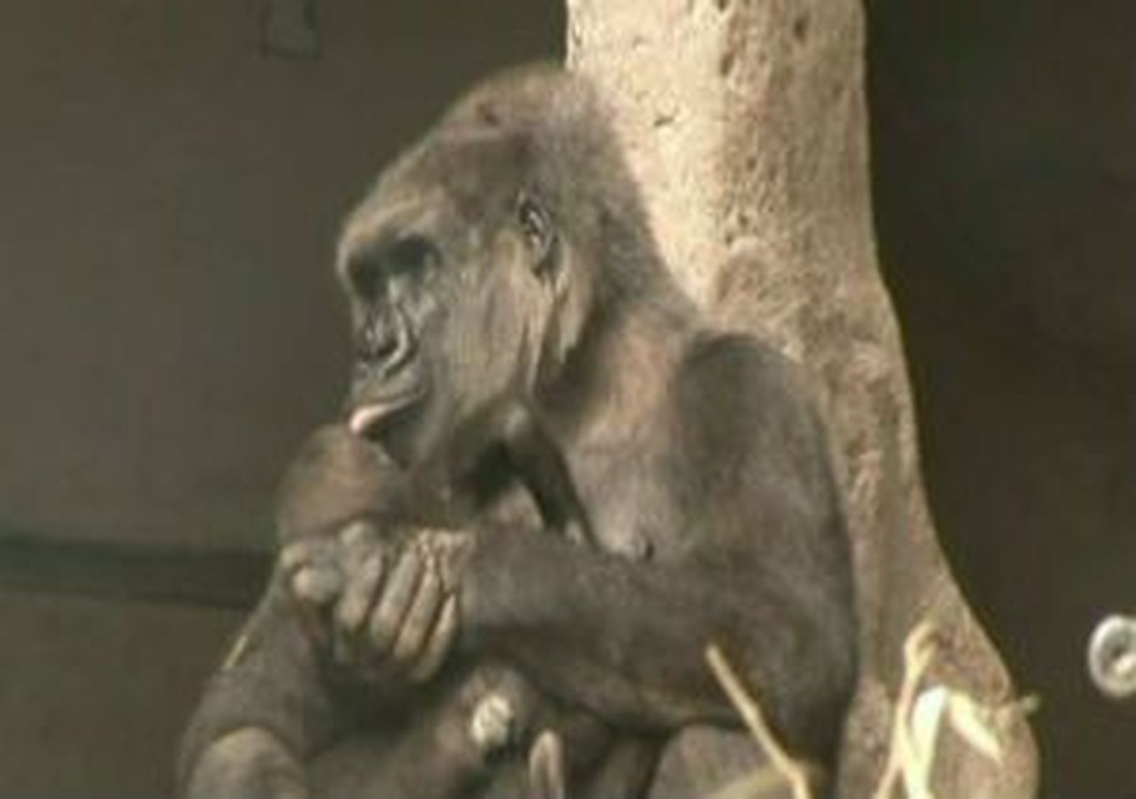 40 años del Zoo