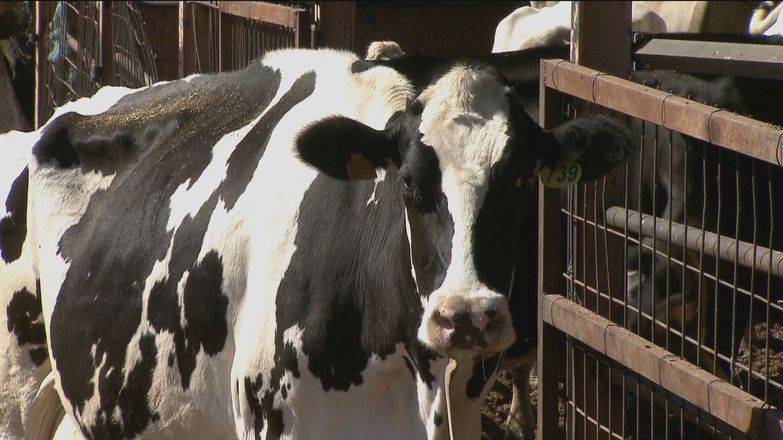 Los ganaderos madrileños denuncian tener que vender leche por debajo del coste