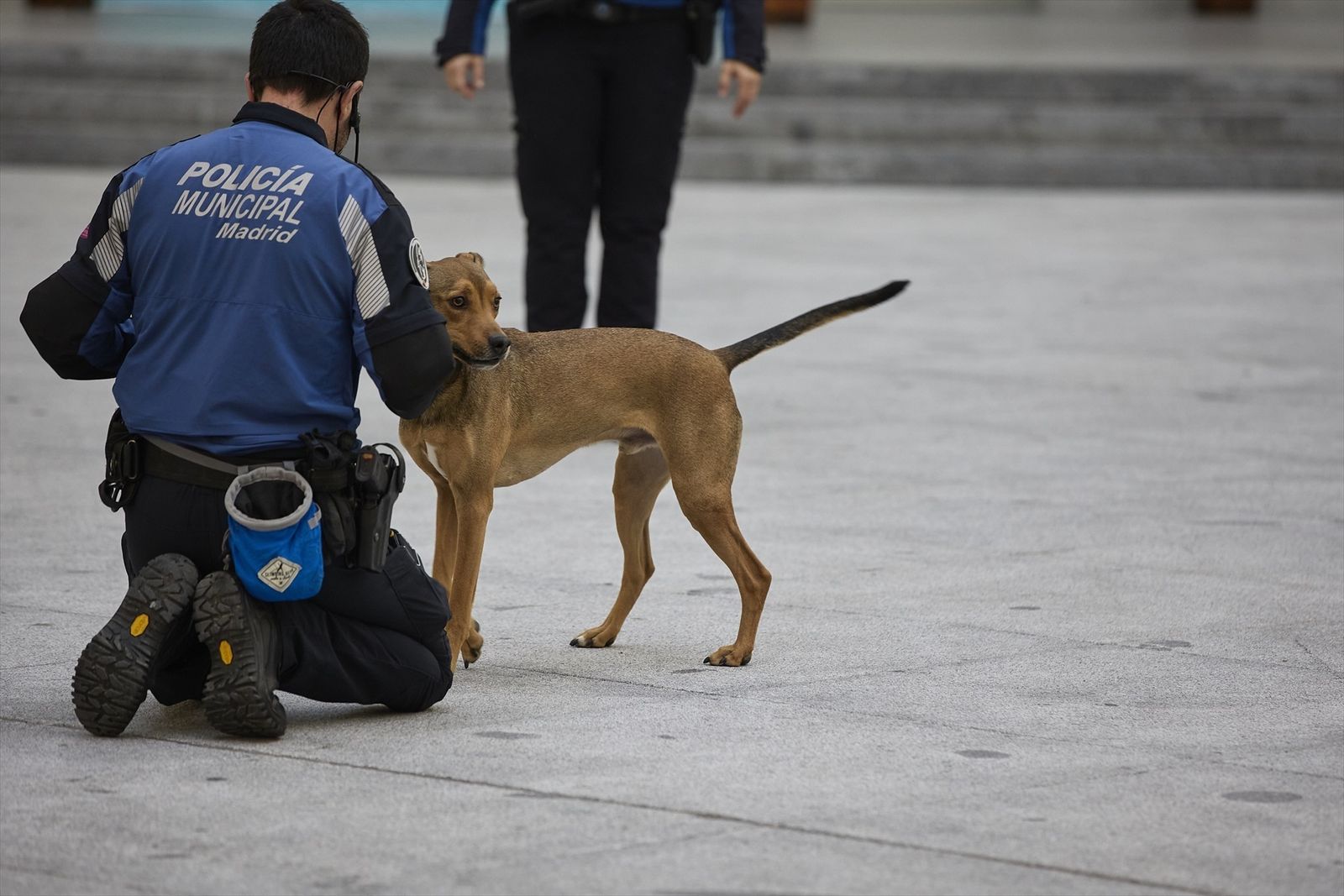 Agente canino durante una exhibición de la Unidad Canina de apoyo a la Seguridad de Policía Municipal de Madrid en el Palacio de Cibeles en 2022