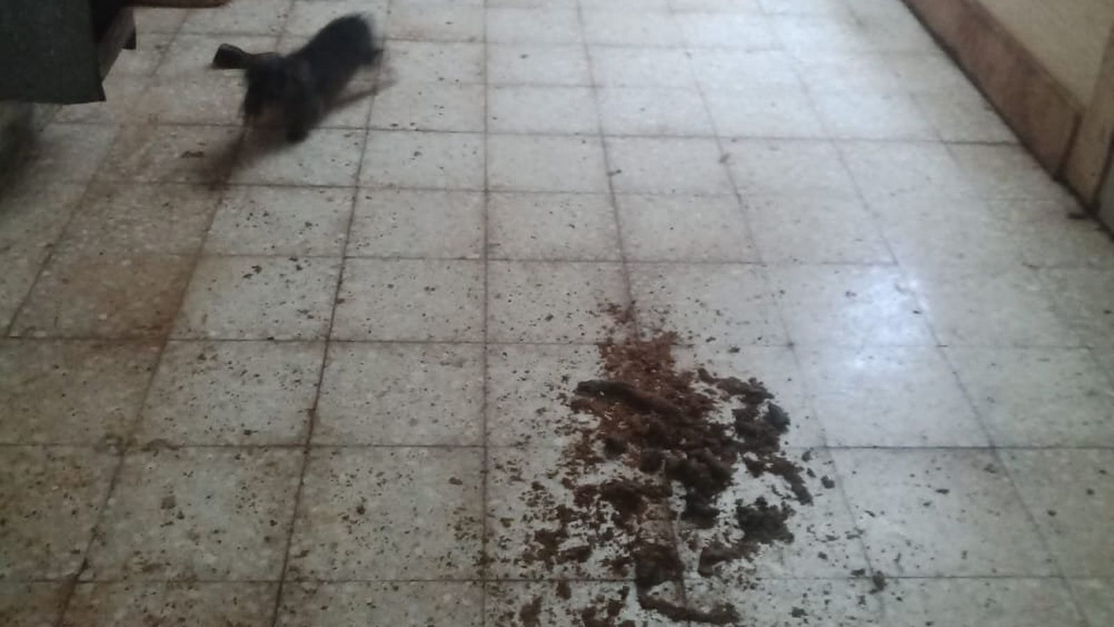 Imagen de uno de los animales rescatados