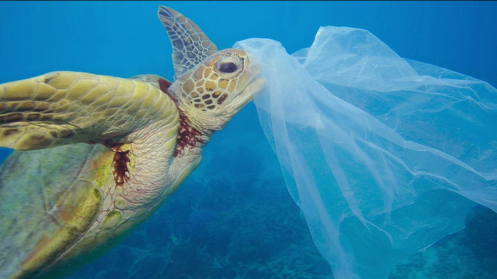 Reclaman un Tratado global y establecer medidas para proteger los océanos