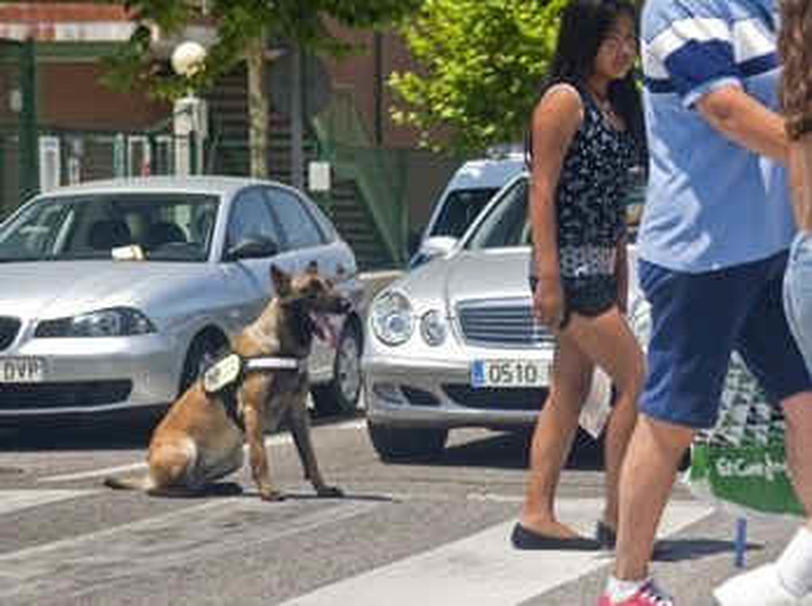 Un perro policía ayuda a un agente a regular el tráfico