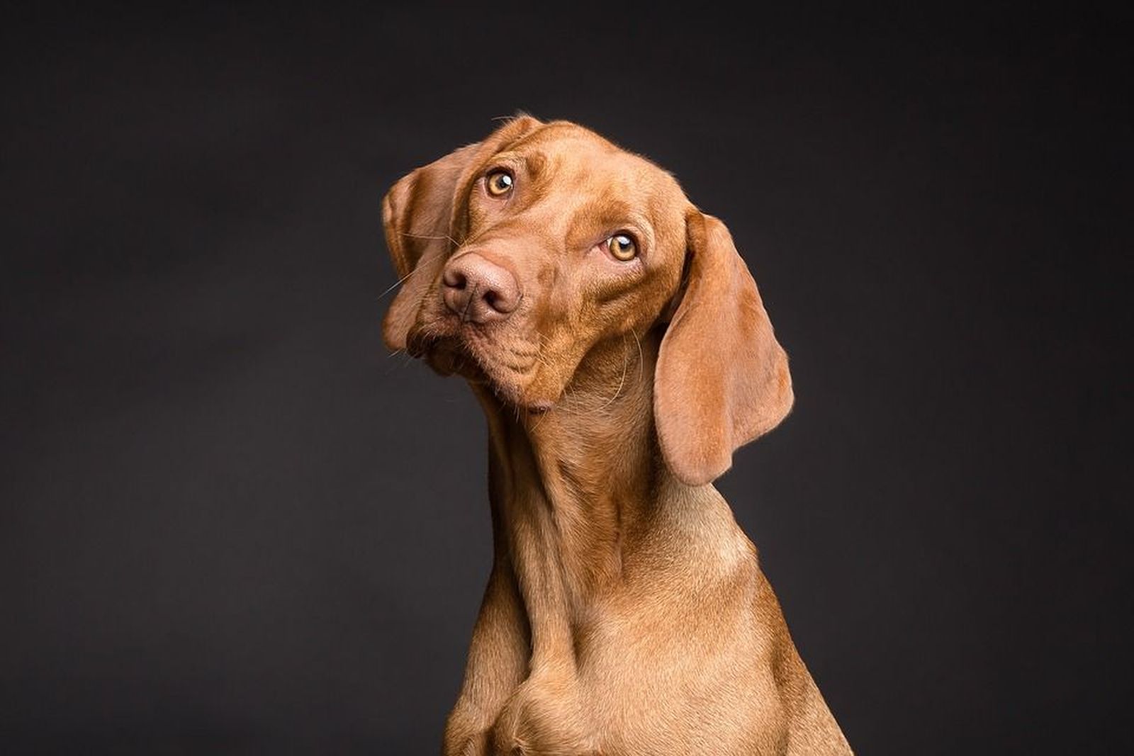 Las guarderías en Madrid que cuidarán de tu perro