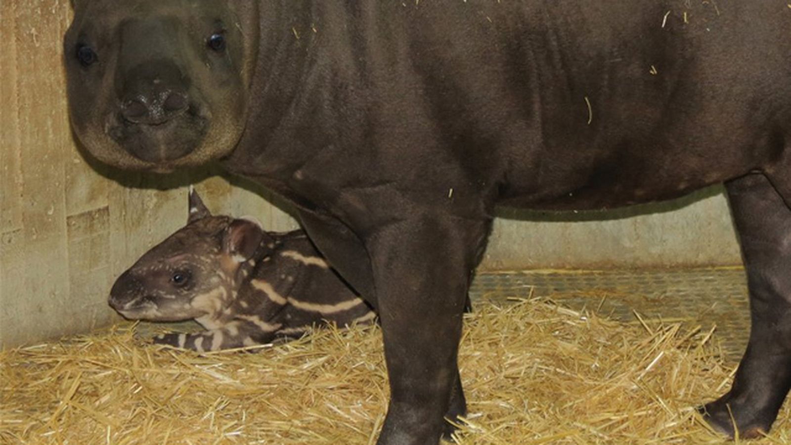 tapir_756453